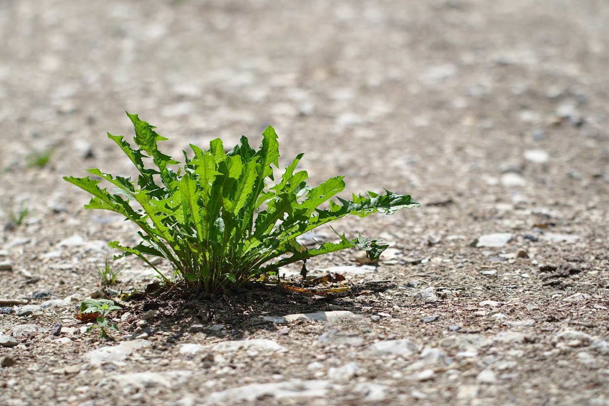 Растения бедных почв