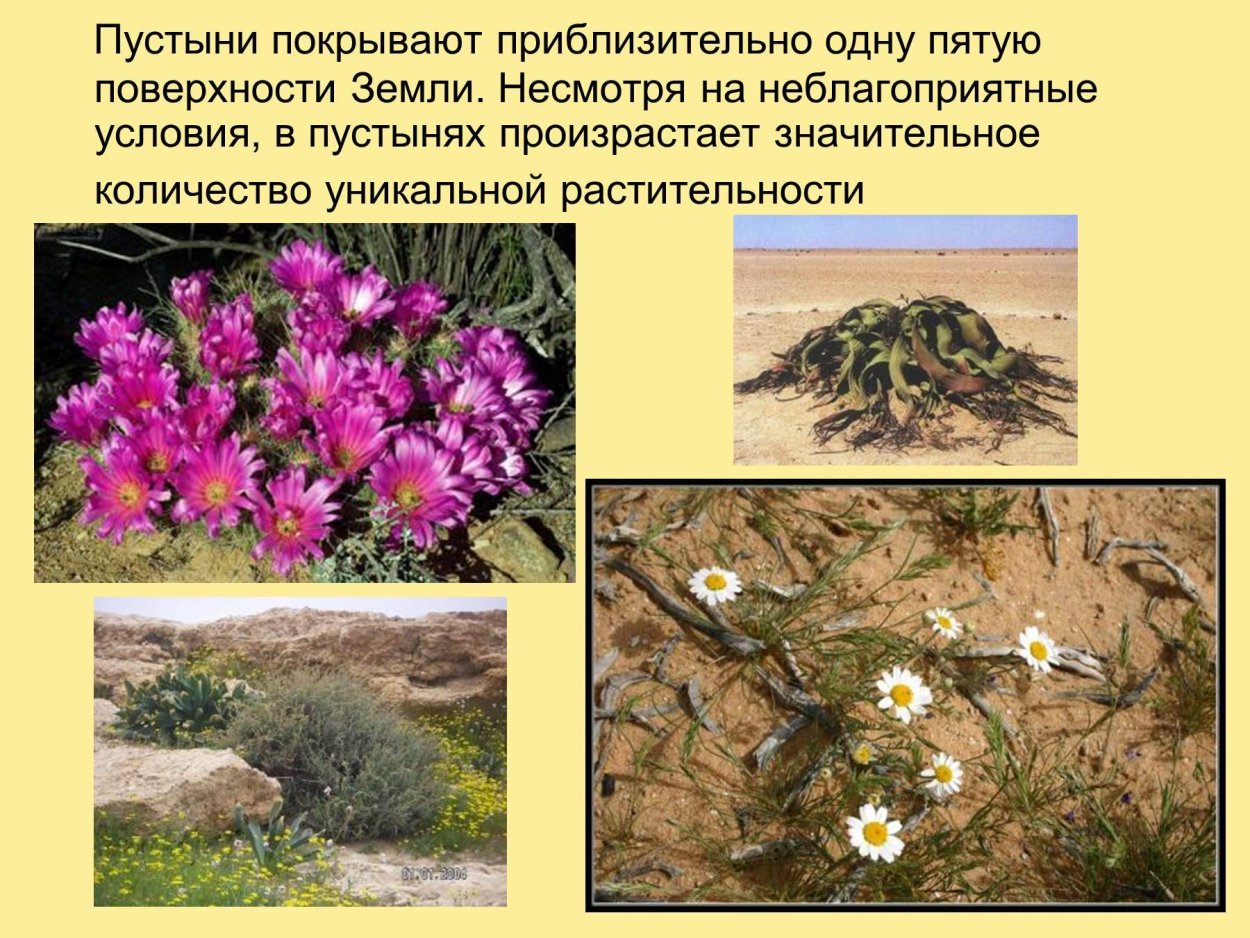 Растения которые обитают в пустыне