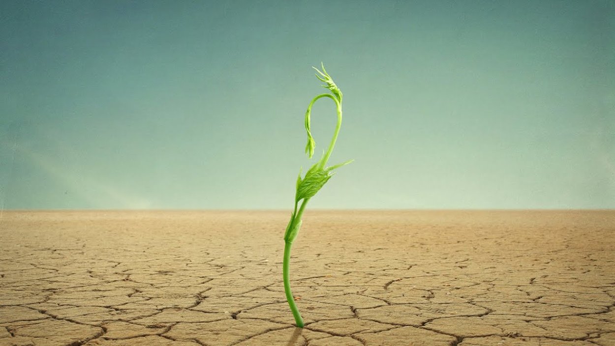 Одинокий цветок в пустыне