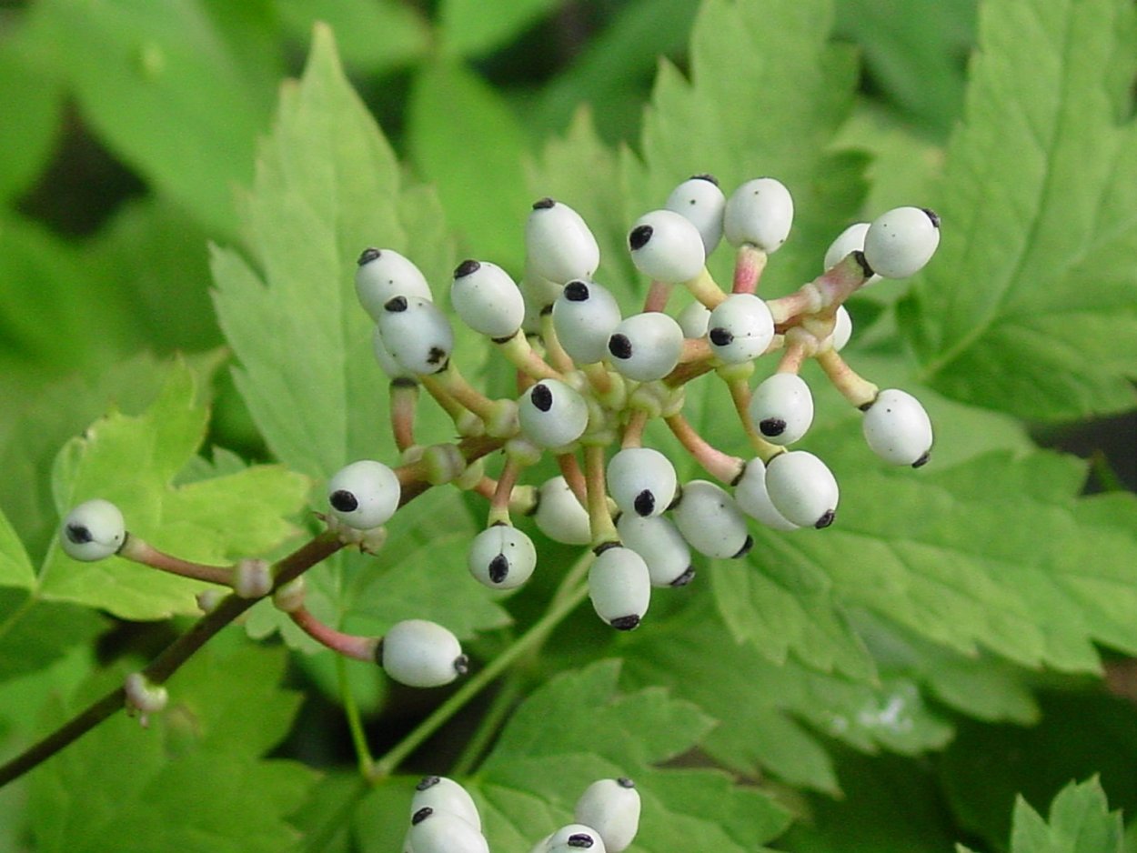 Вороний глаз листорасположение