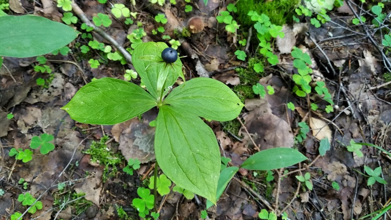 Вороний глаз ягода