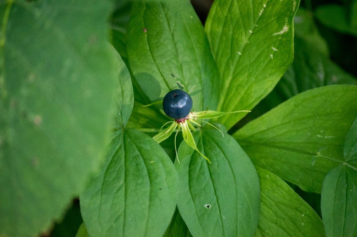 Растения Нижегородского края