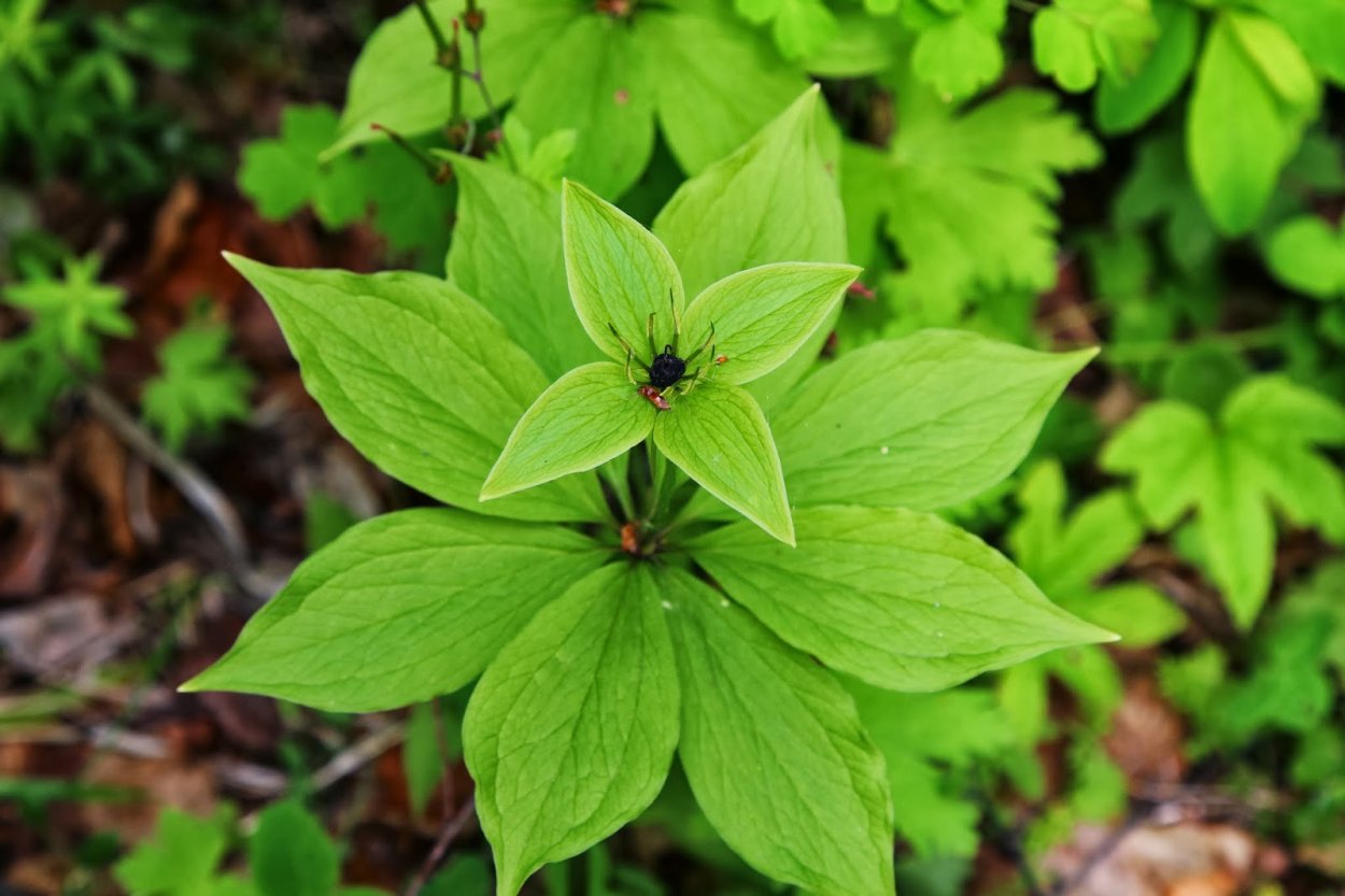 Ядовитые растения и ядовитые грибы