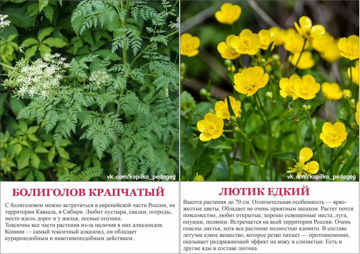 Ядовитые растения Дагестана