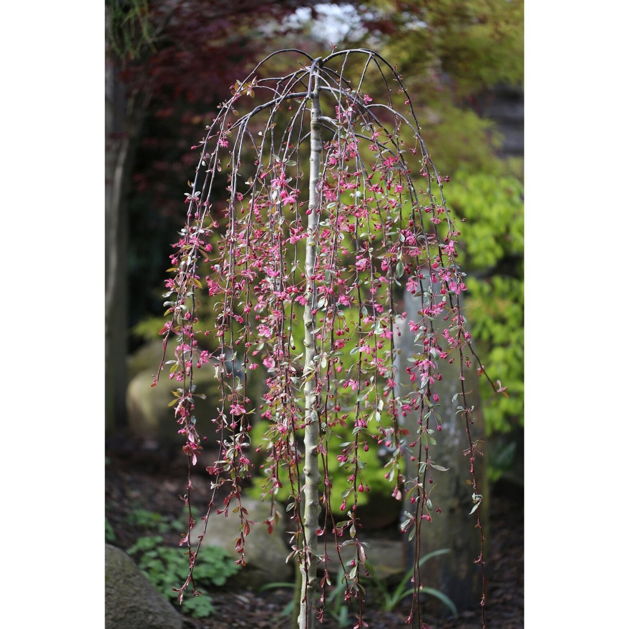 Яблоня Роял Бьюти (Royal Beauty)