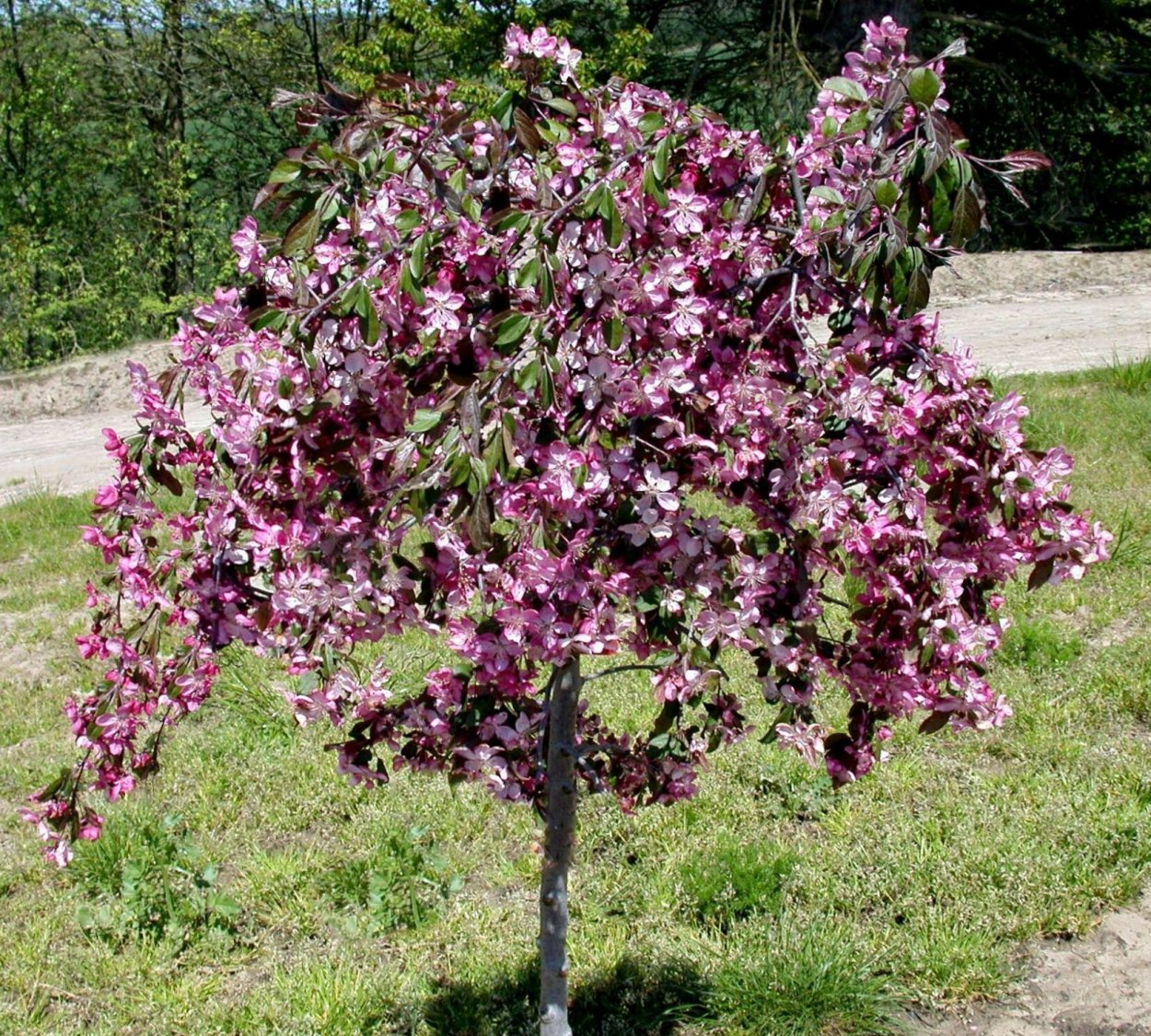 Яблоня ред Жаде