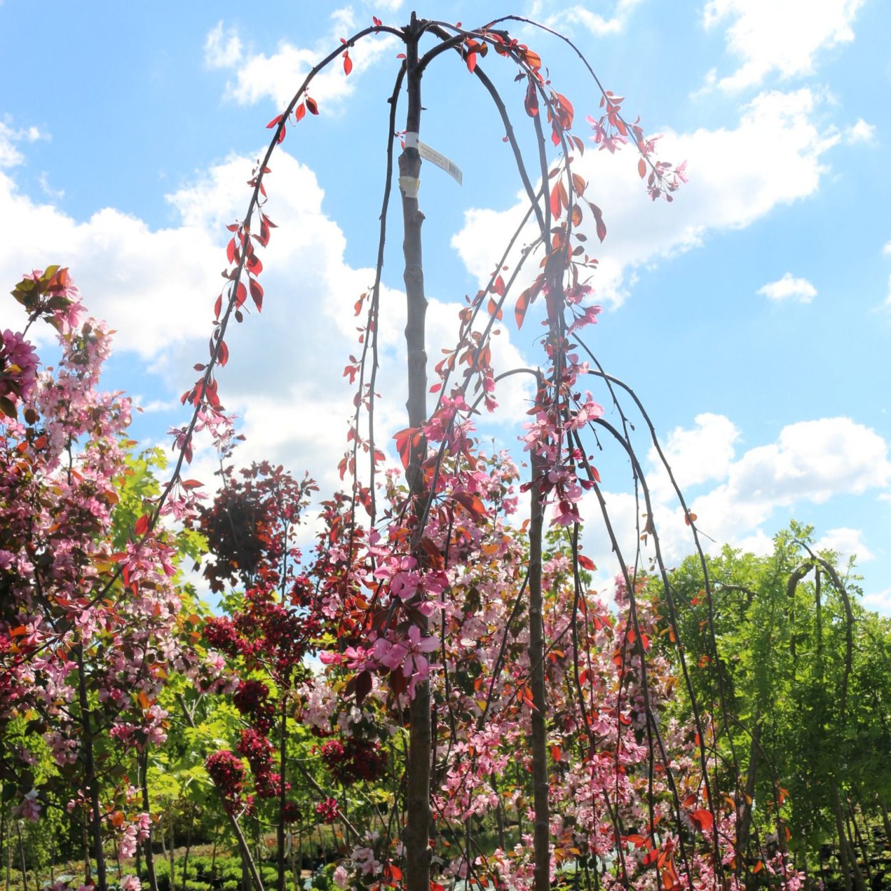 Яблоня &#96;Роял Бьюти&#96;, Malus &#96;Royal Beauty&#96;