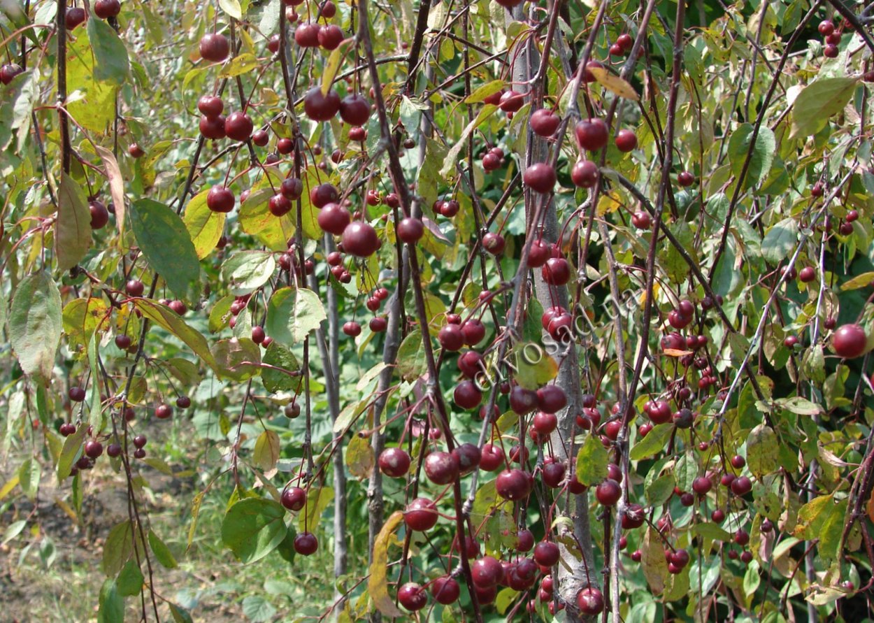 Декоративной плакучей яблони плоды