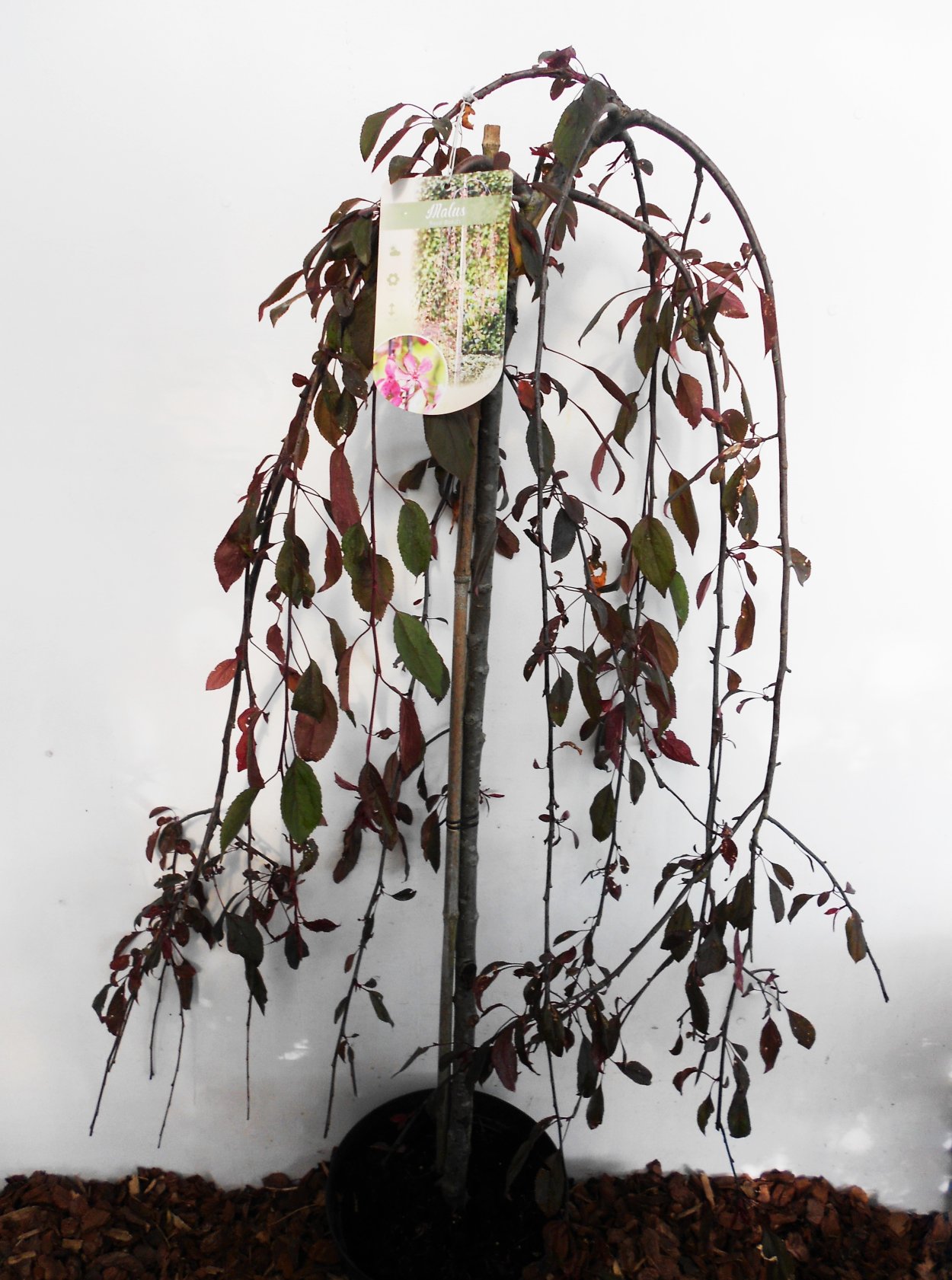 Роял Бьюти яблоня декоративная плоды внутри