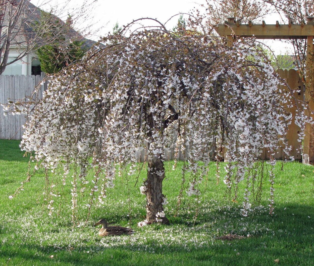 Яблоня Роял Бьюти