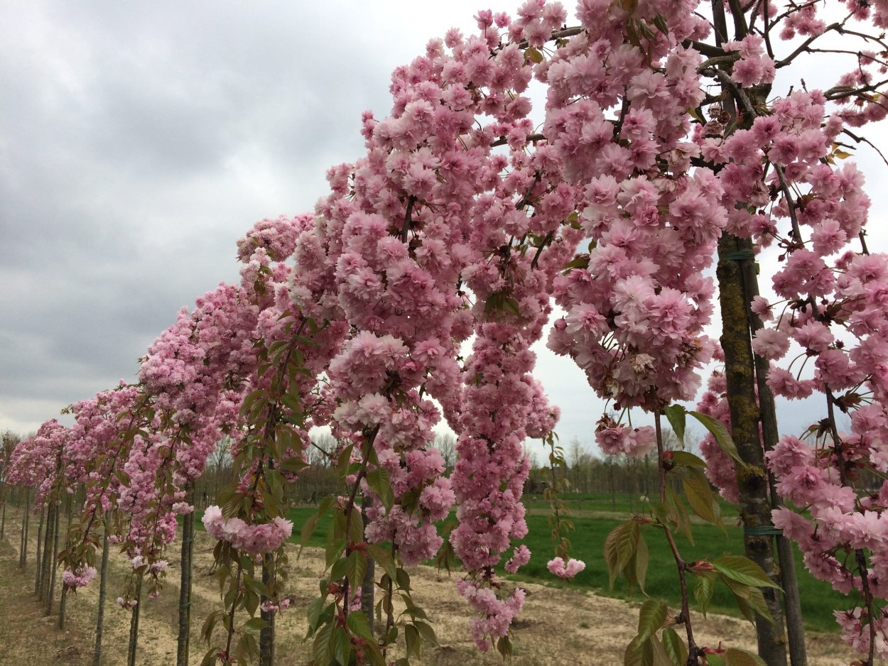 Яблоня Роял Бьюти