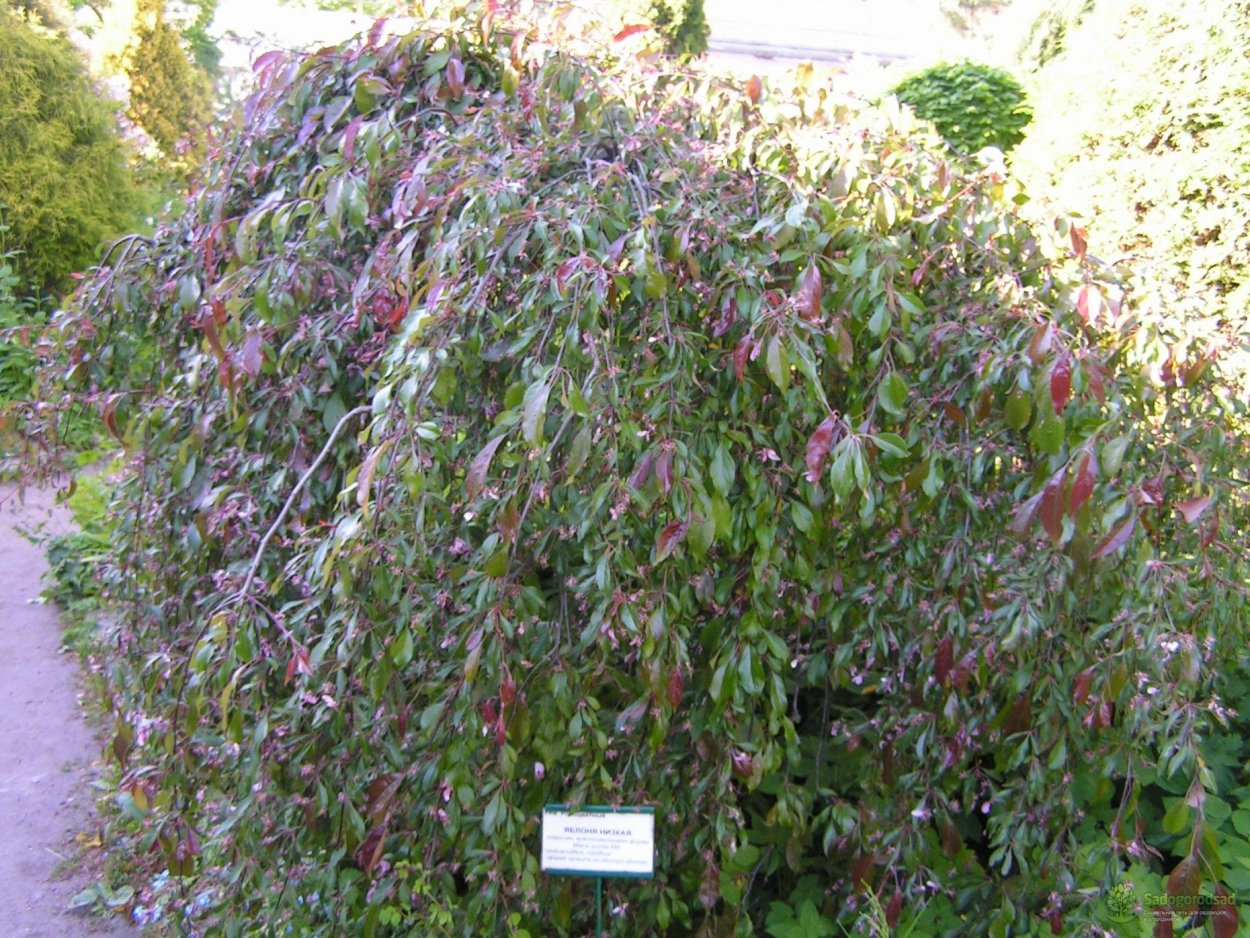 Яблоня Роял Бьюти Пендула