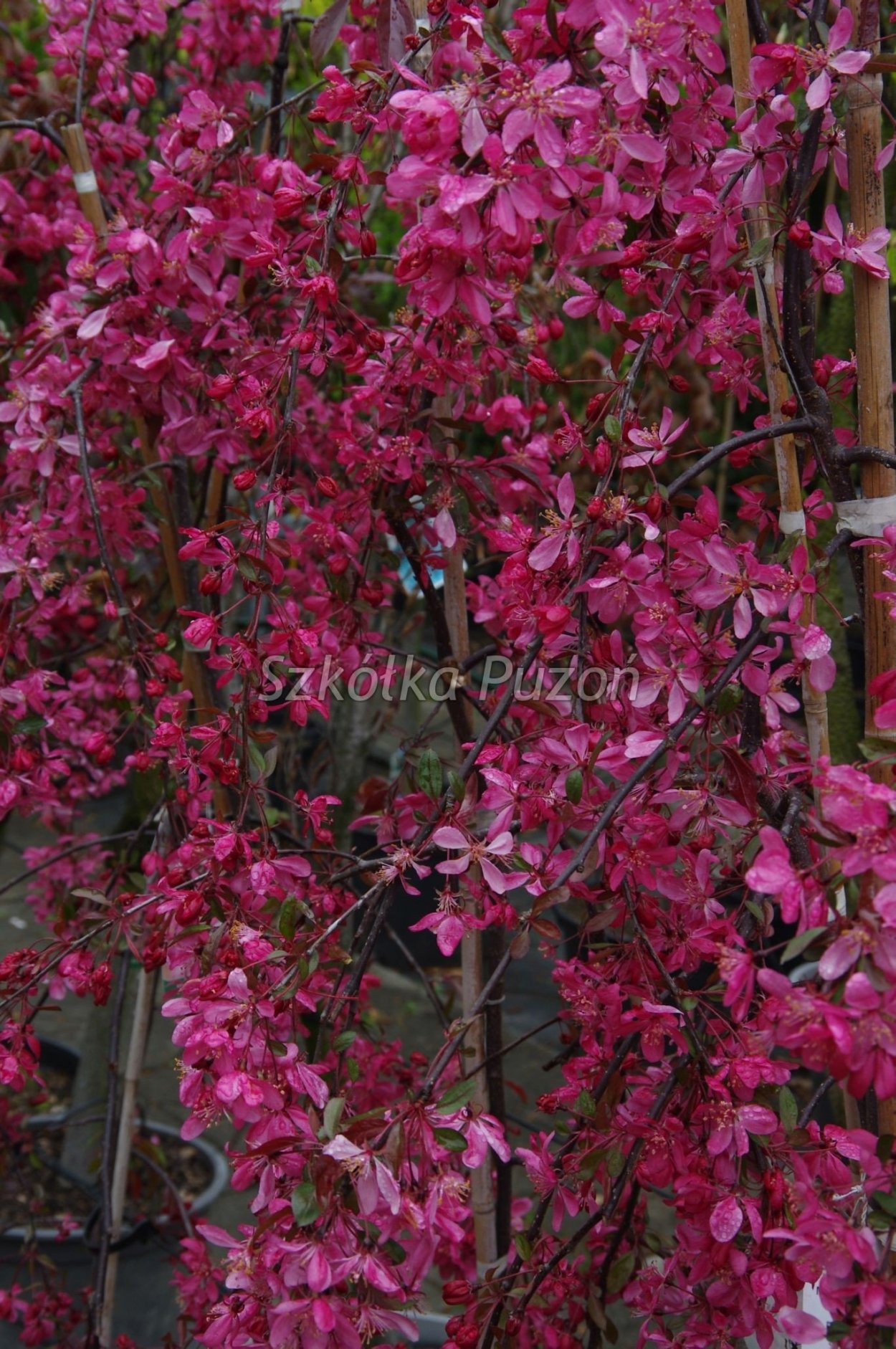 Яблоня плакучая Royal Beauty