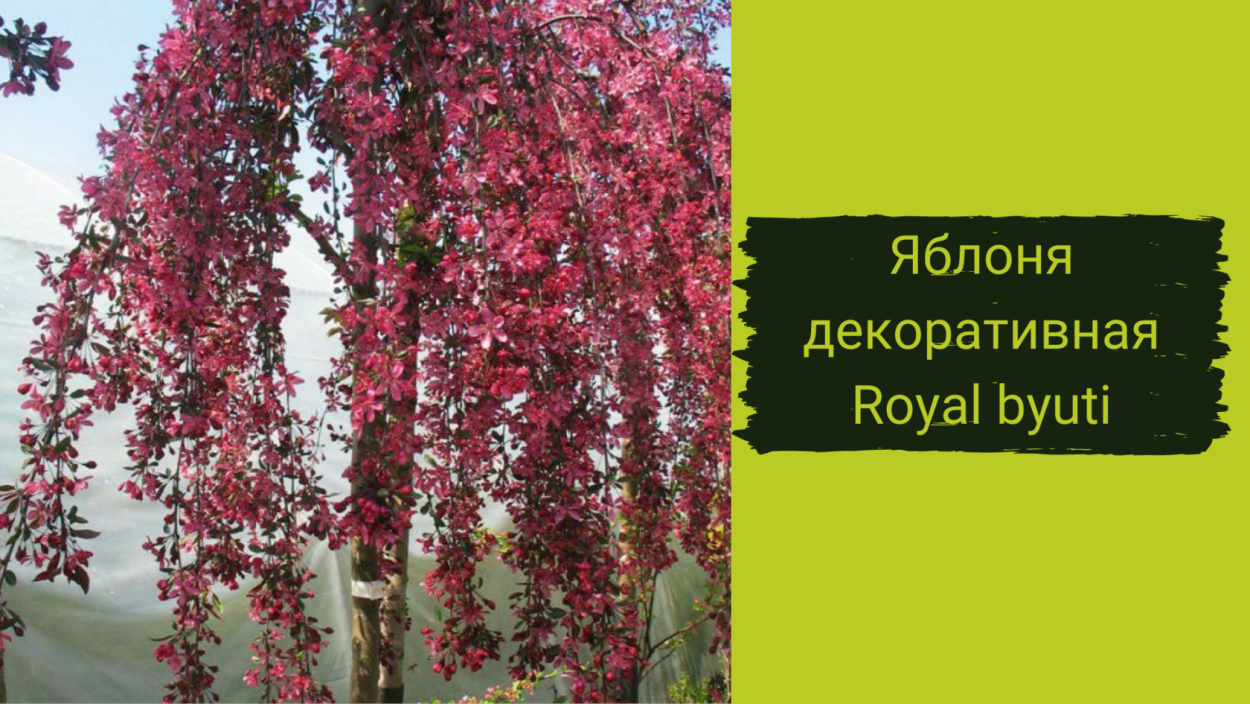 Яблоня Роял Бьюти Пендула