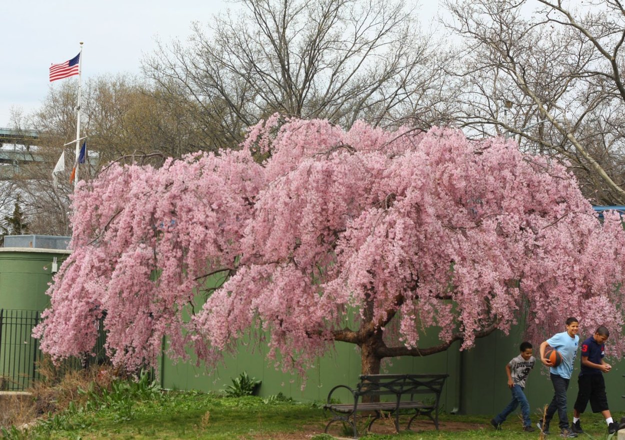 Яблоня краснолистная Недзвецкого