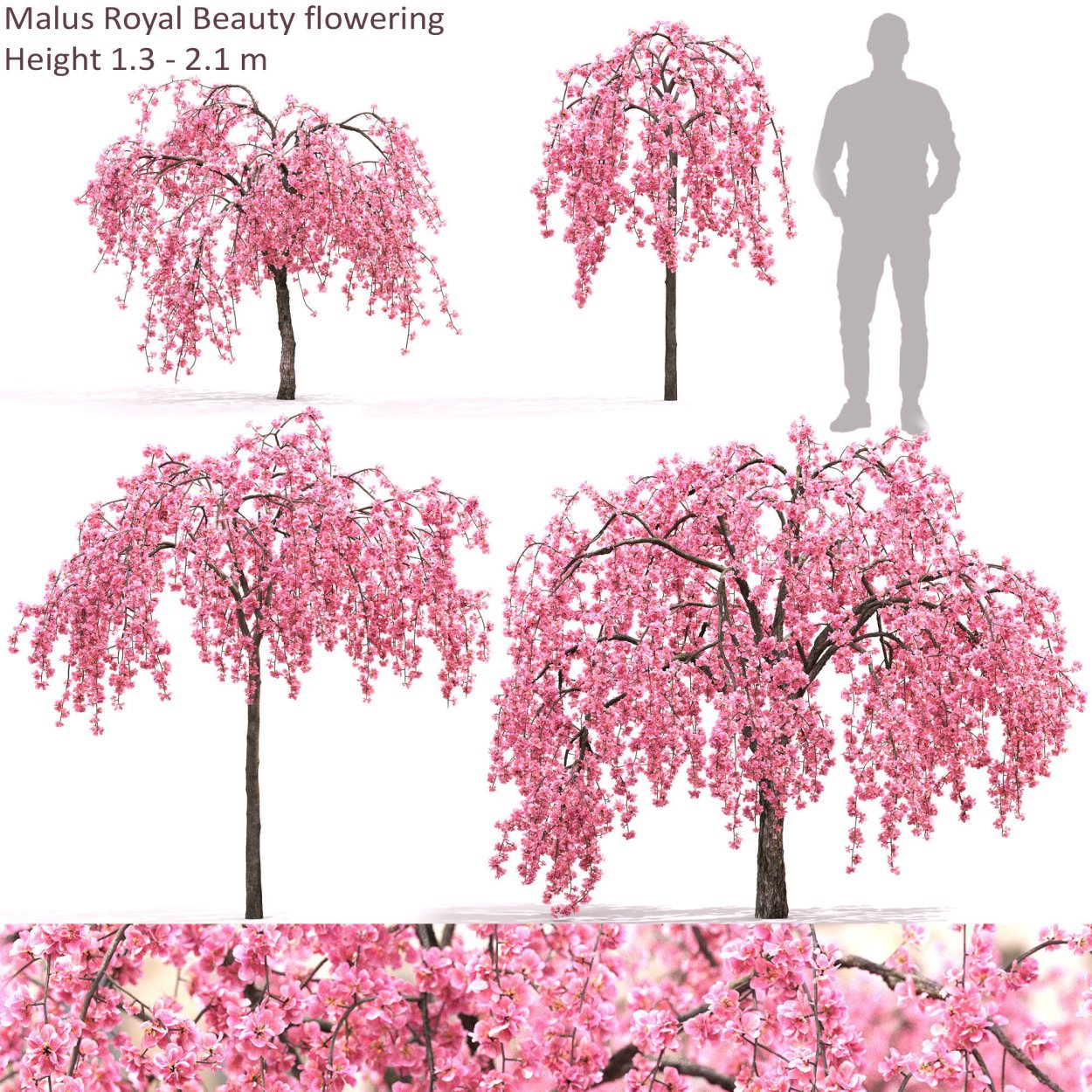 Малус Роял Бьюти яблоня