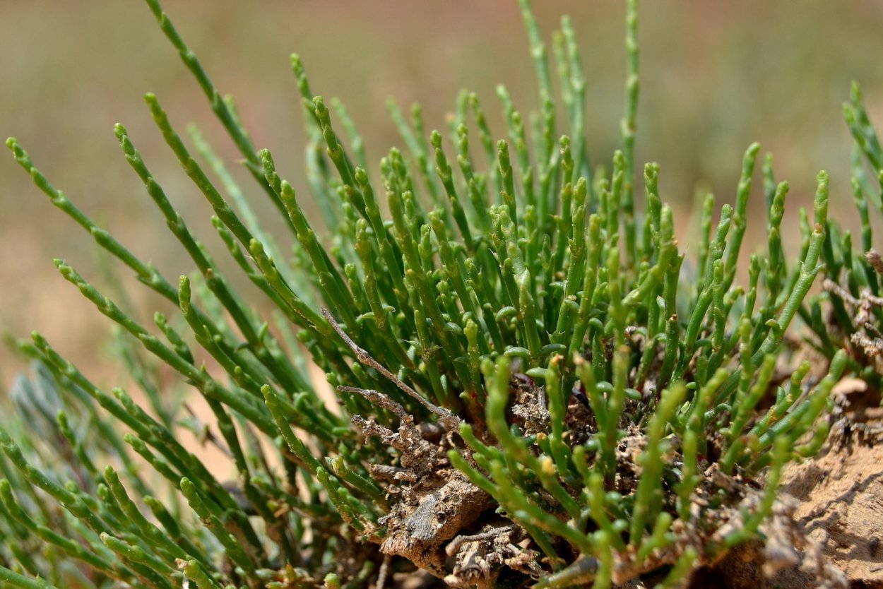 Анабазис ежовник безлистный
