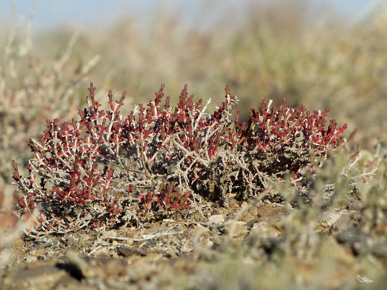 Ежовник Анабазис