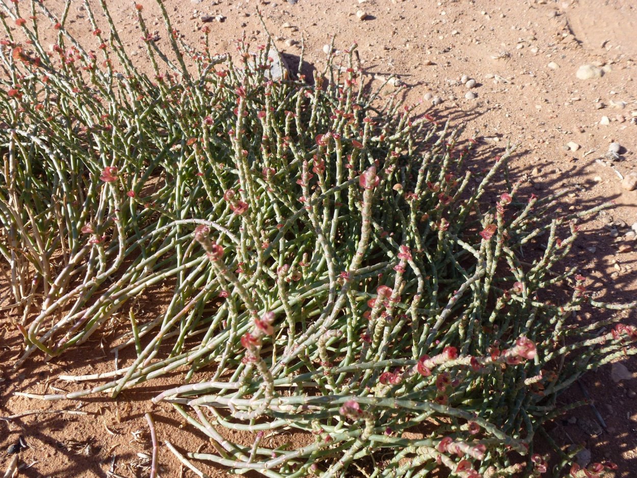 Ежовник Анабазис