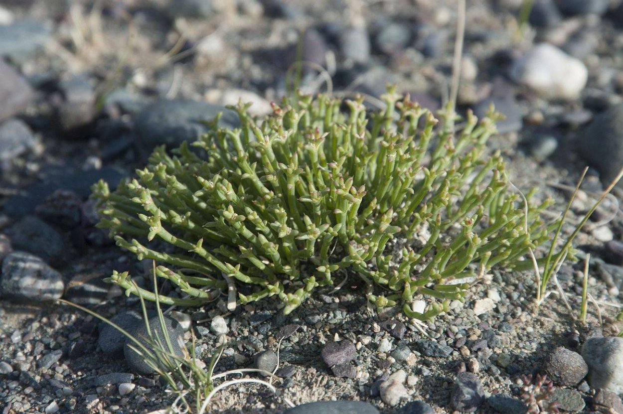 Anabasis brevifolia