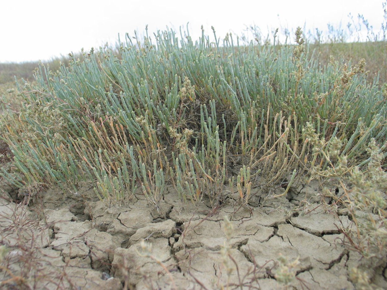 Ежовник (семейство амарантовые)