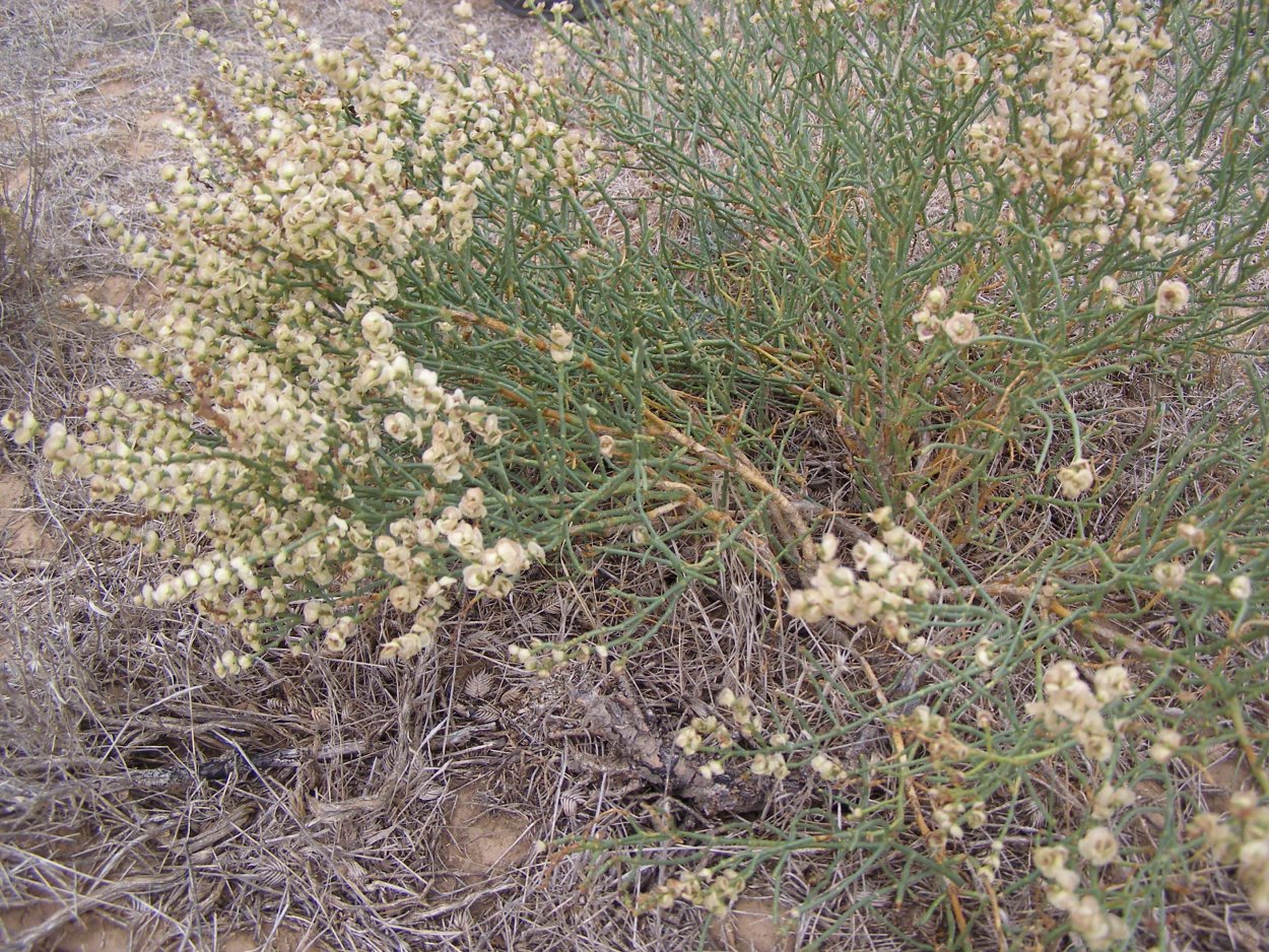 Анабазис ежовник безлистный