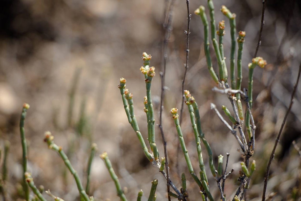 Анабазис безлистный