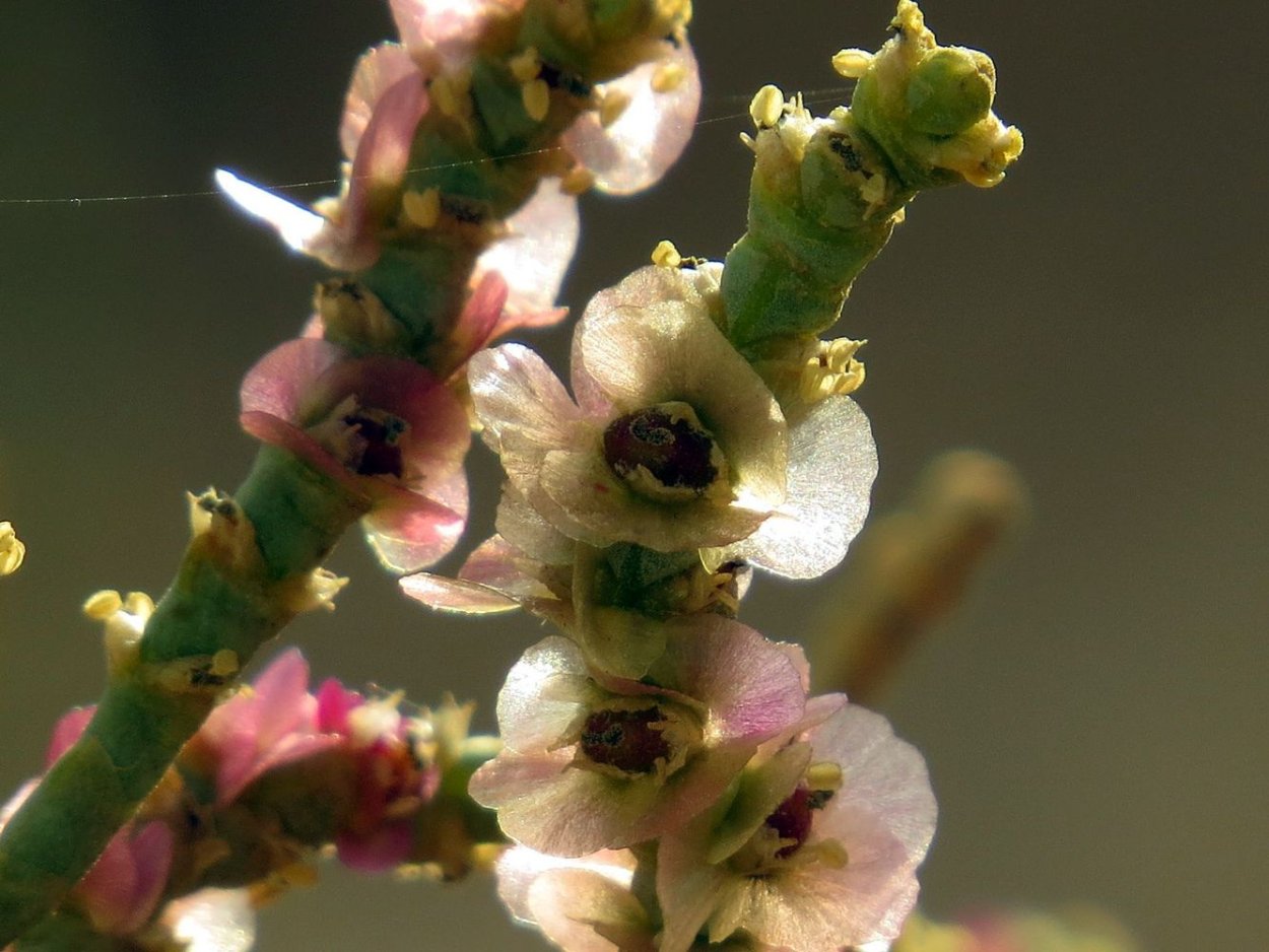 Анабазис ежовник безлистный