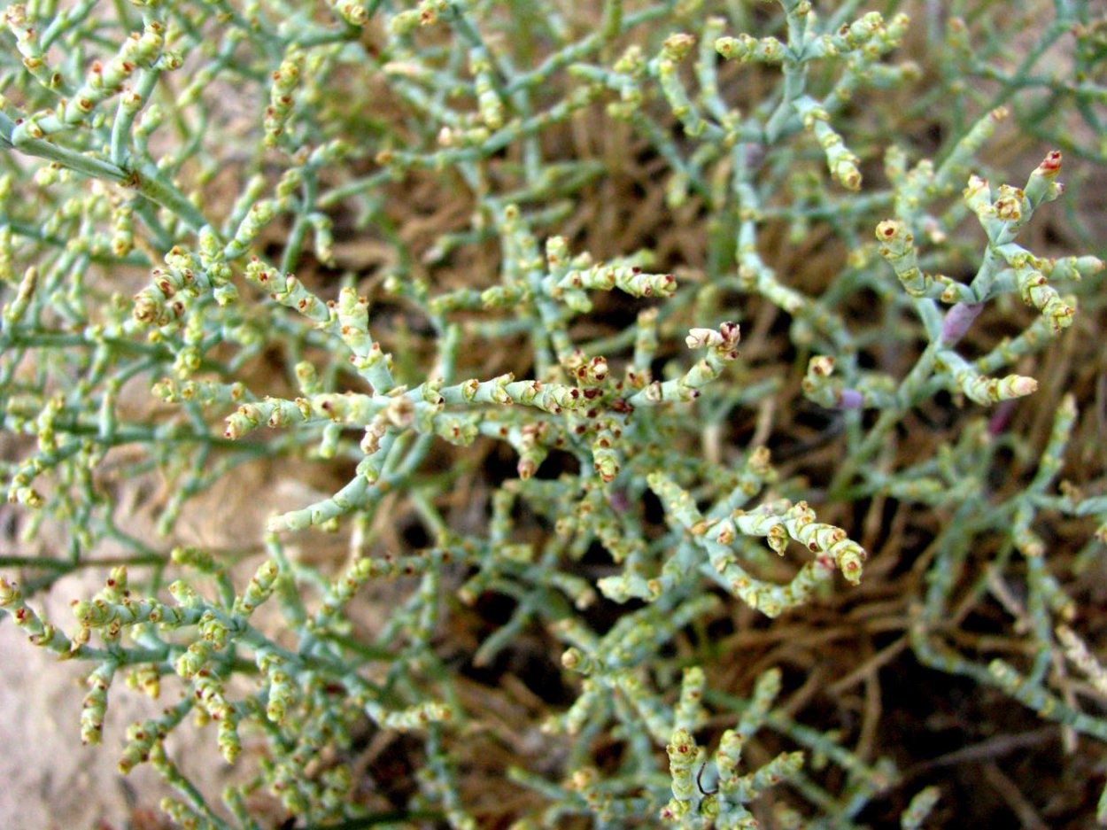 Ежовник безлистный корень