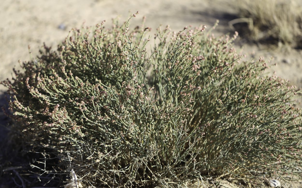 Ежовник Анабазис