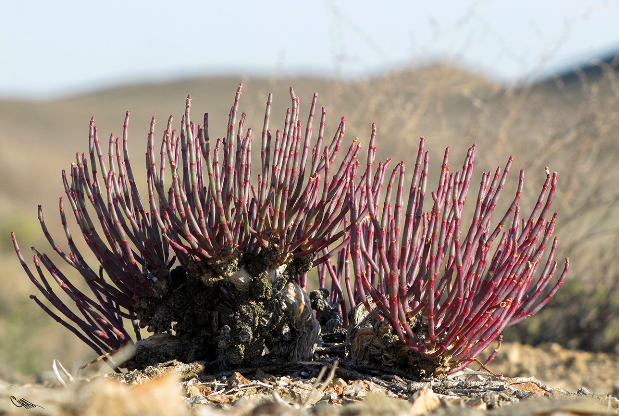Ежовник Анабазис