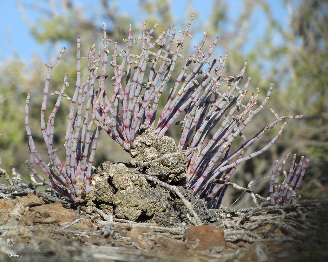 Тамарикс галофит