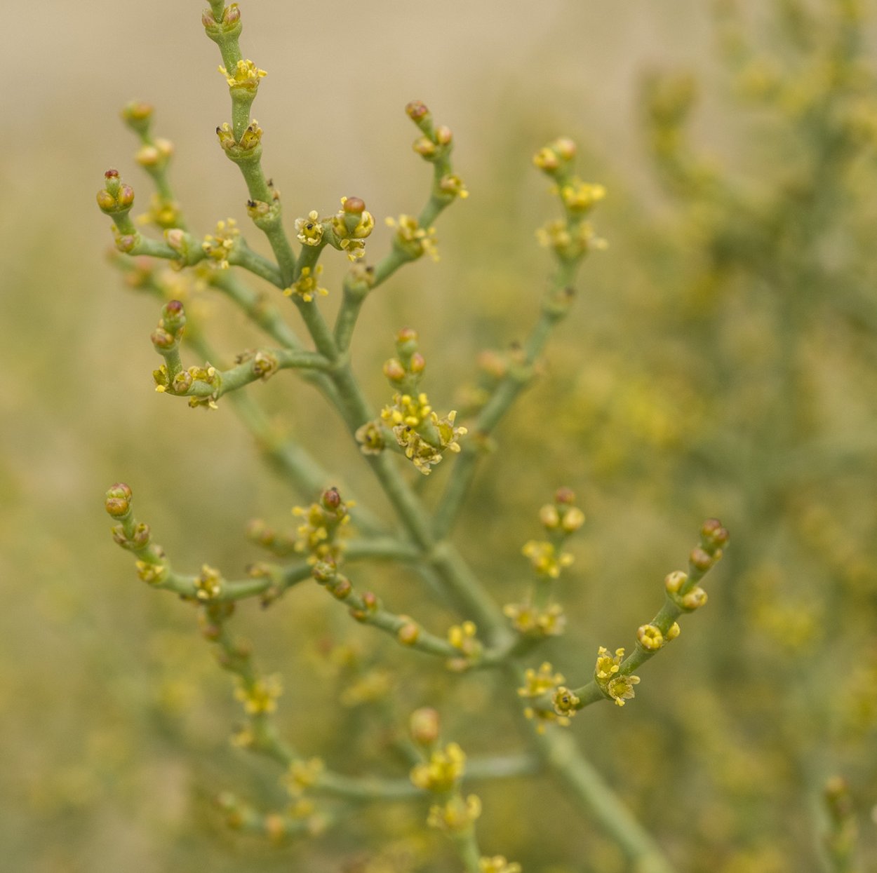 Анабазис растение отпугивает паразитов