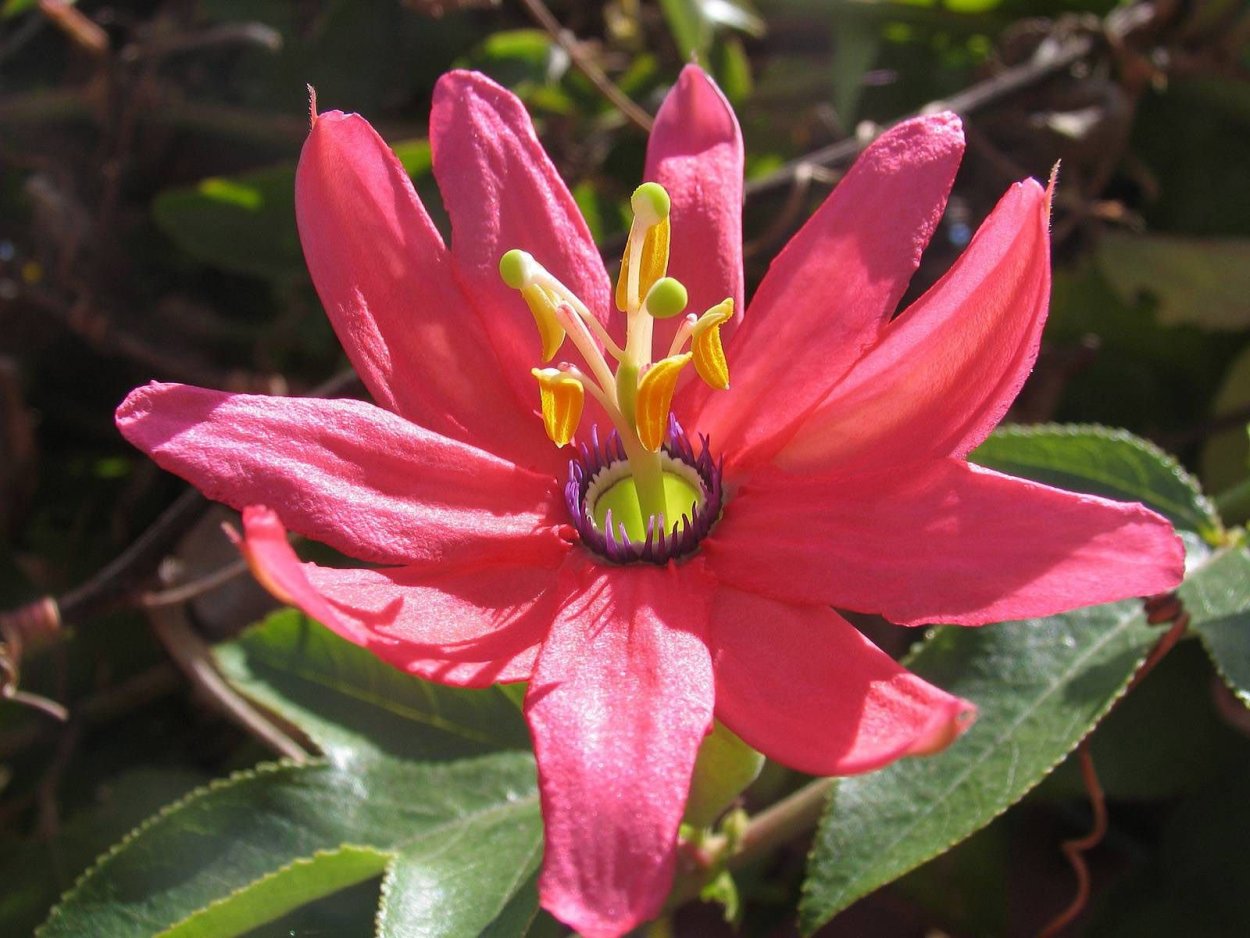 Цереус карнегия