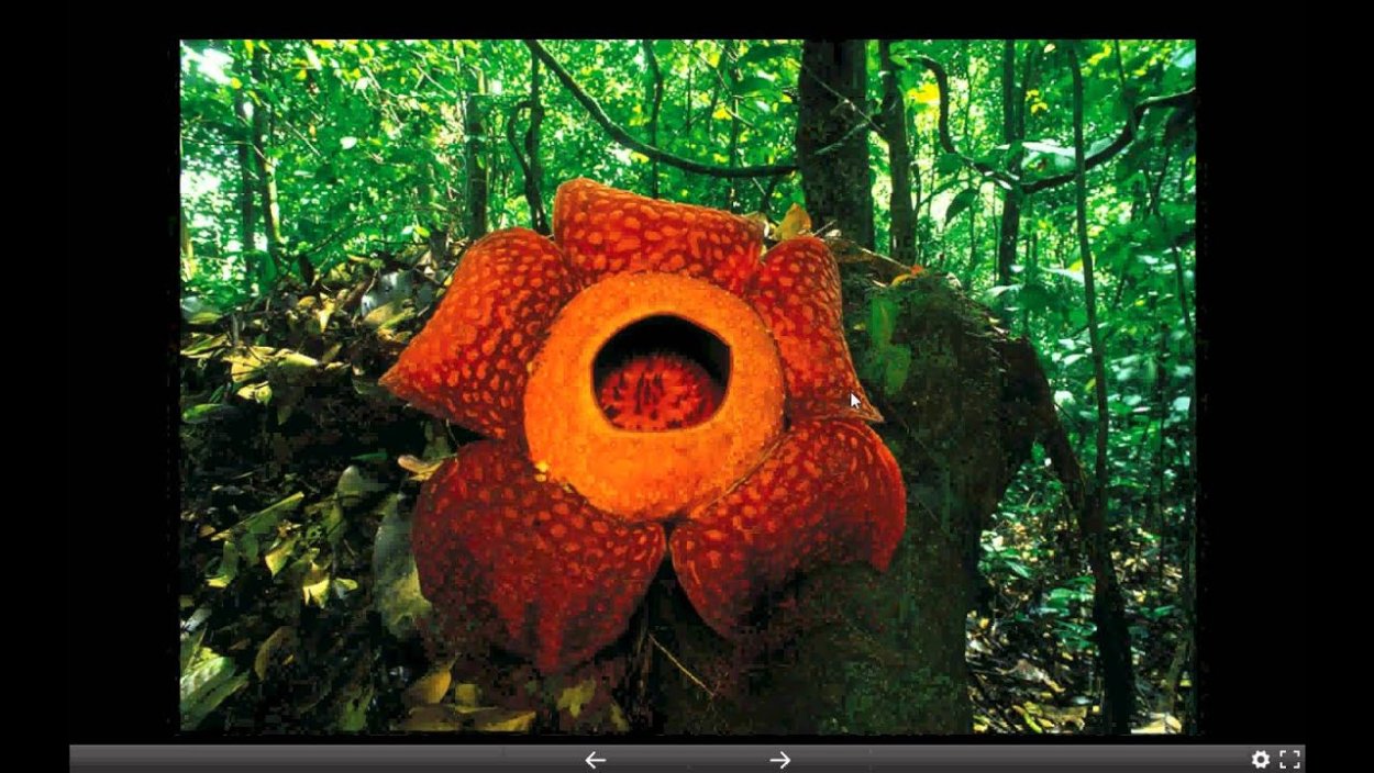 Пантанал Бразилия заповедник