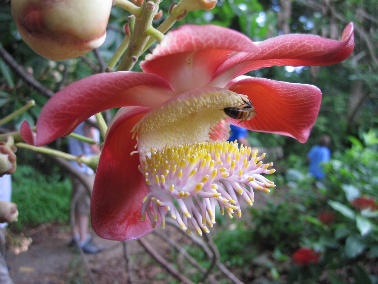 Карнегия древовидная