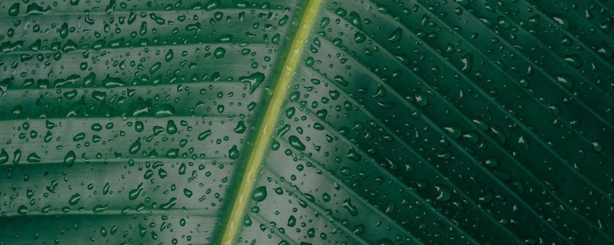 Обложка для группы ВК зеленая