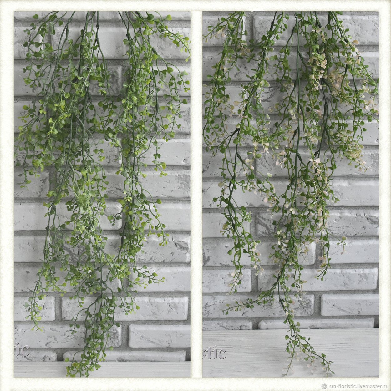 Ампельное растение с мелкими листочками