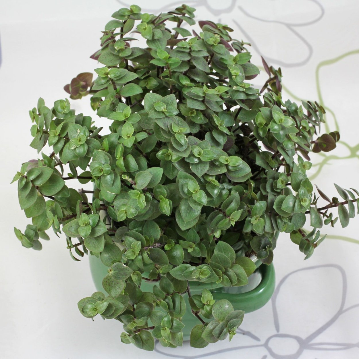 Традесканция каллизия