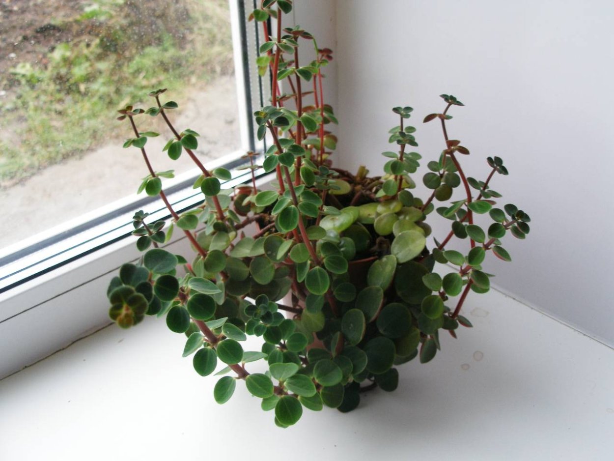 Пилея мелколистная ампельные