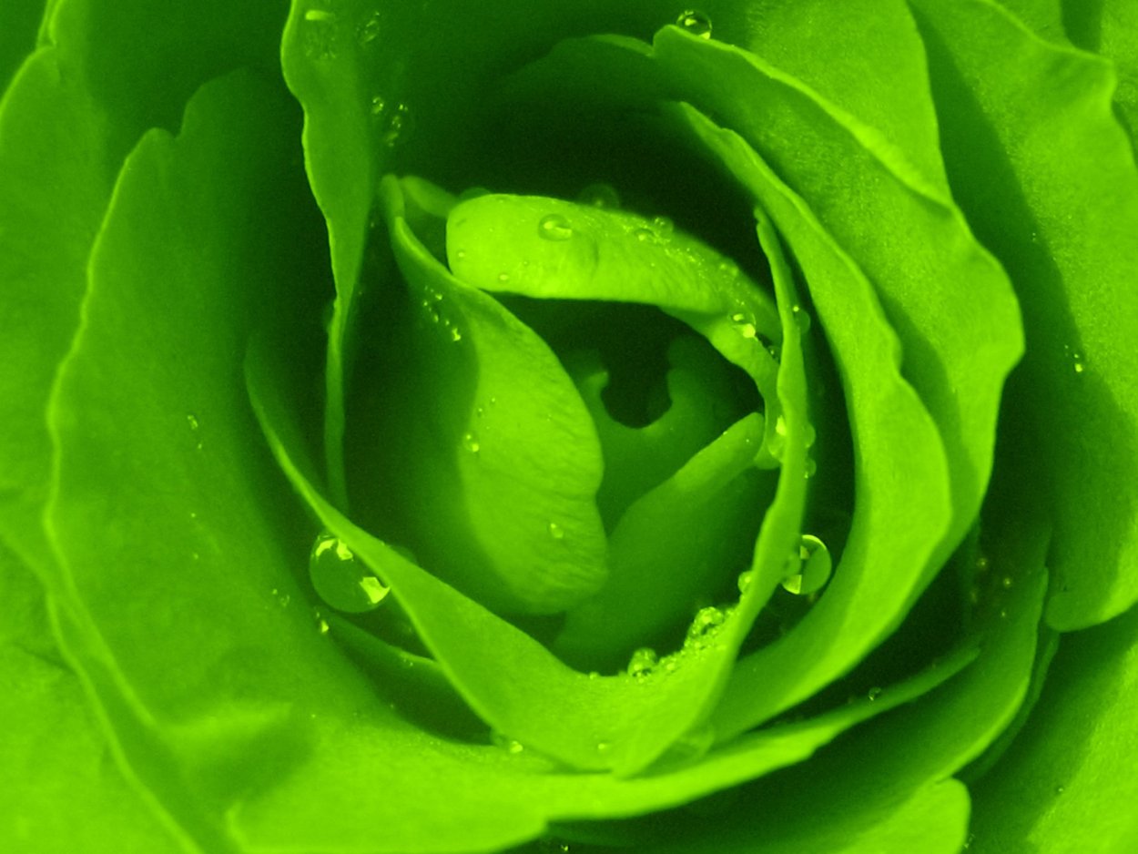 Роза Грин Роуз фото