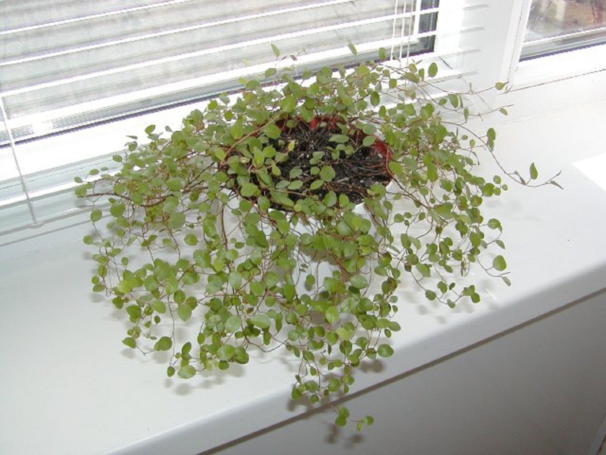 Мюленбекия ампельная