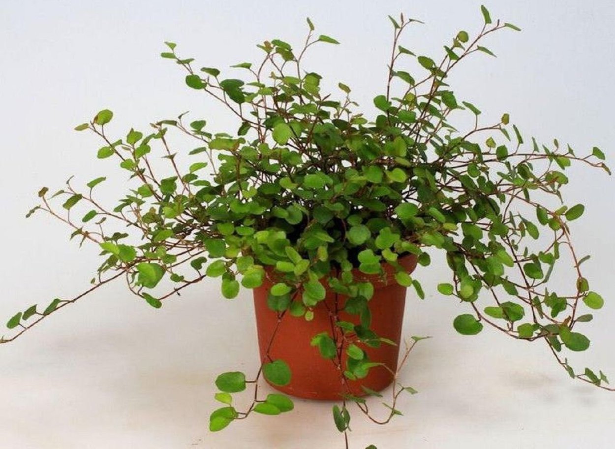 Мюленбекия ампельная