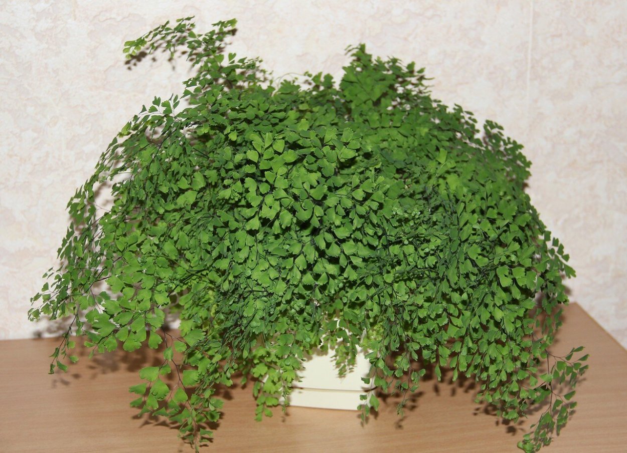 Адиантум Венерин волос