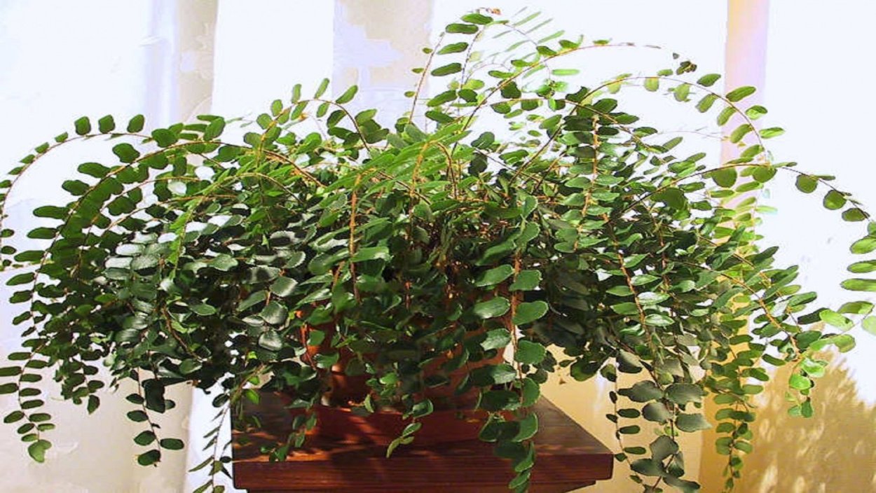 Пеллея яйцевидная