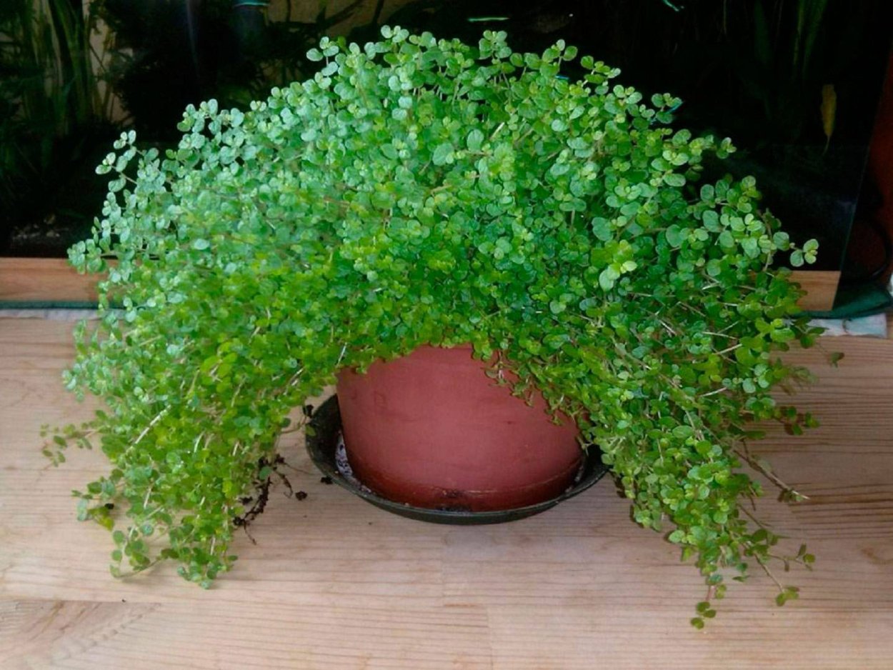 Солейролия Грин