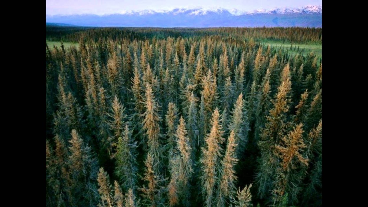 Белая ель в тайге