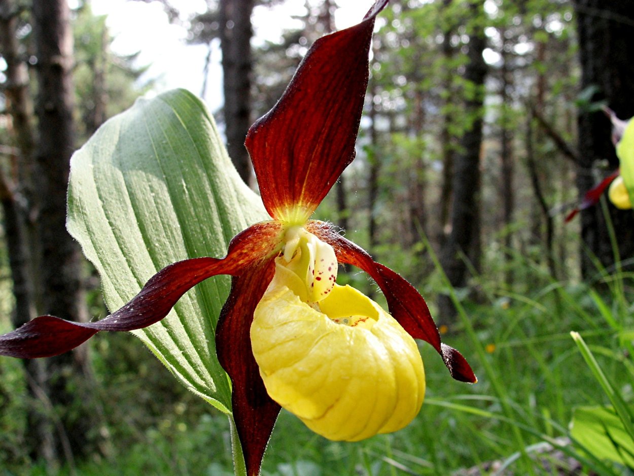 Венерин башмачок Cypripedium calceolus