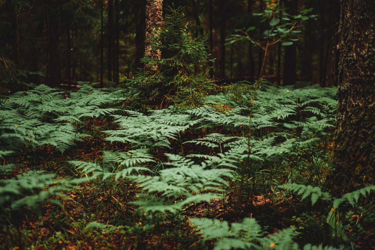 Папоротник Таежный