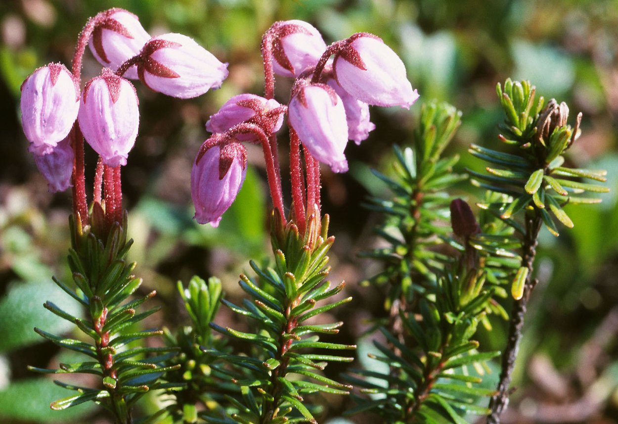 Филлодоце Алеутская